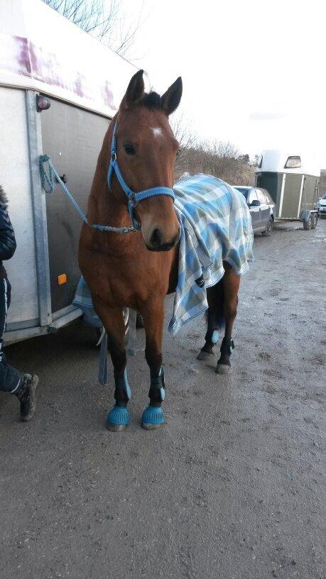 Pinto Araber Lotus Lana - Lana er klar til vores første stævne. Bemærk lige at hale spidserne også er blå! <3 billede 3