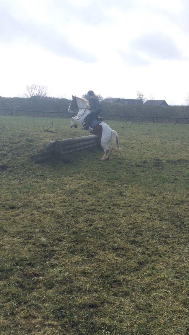 Anden særlig race Eldorado billede 10