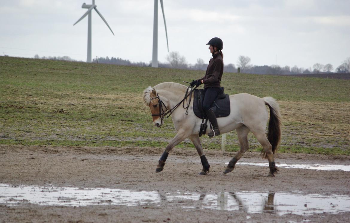 Fjordhest Ingegård's Tanna - 22-02-15 billede 2