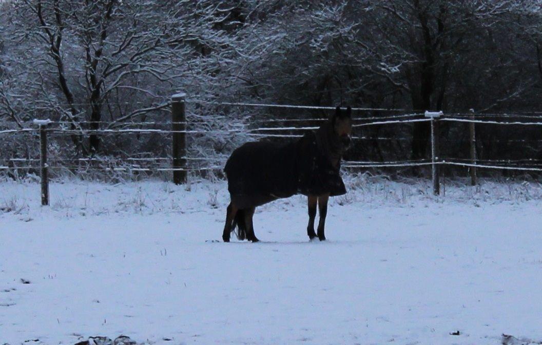 Welsh Pony af Cob-type (sec C) Benzon Stauslykke billede 15