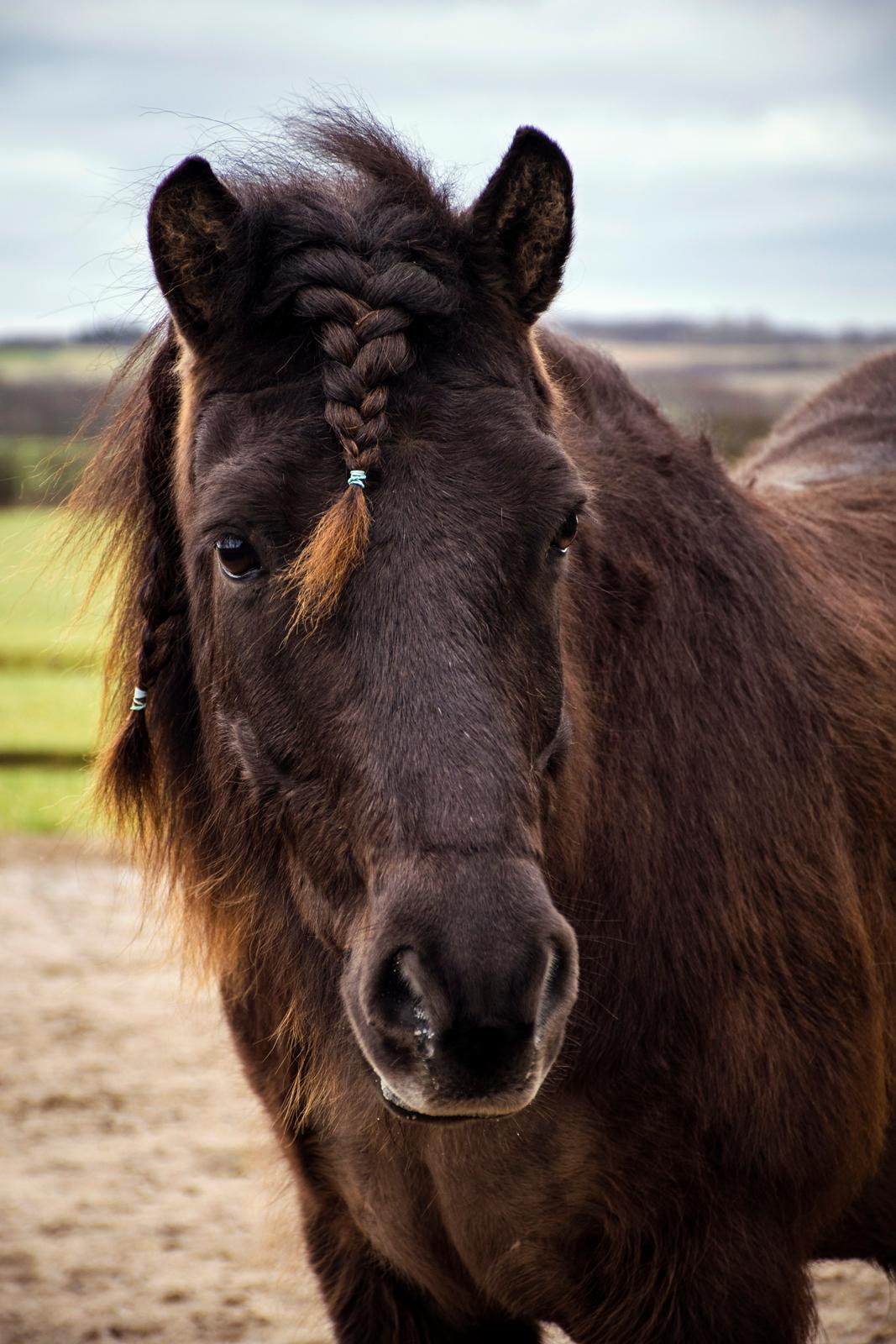 Islænder Ganti billede 2