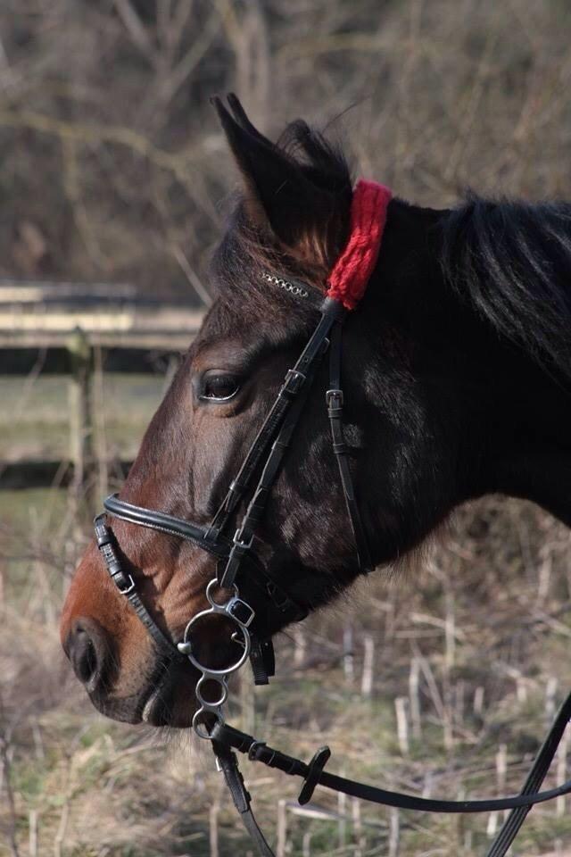 Traver Raphia billede 14