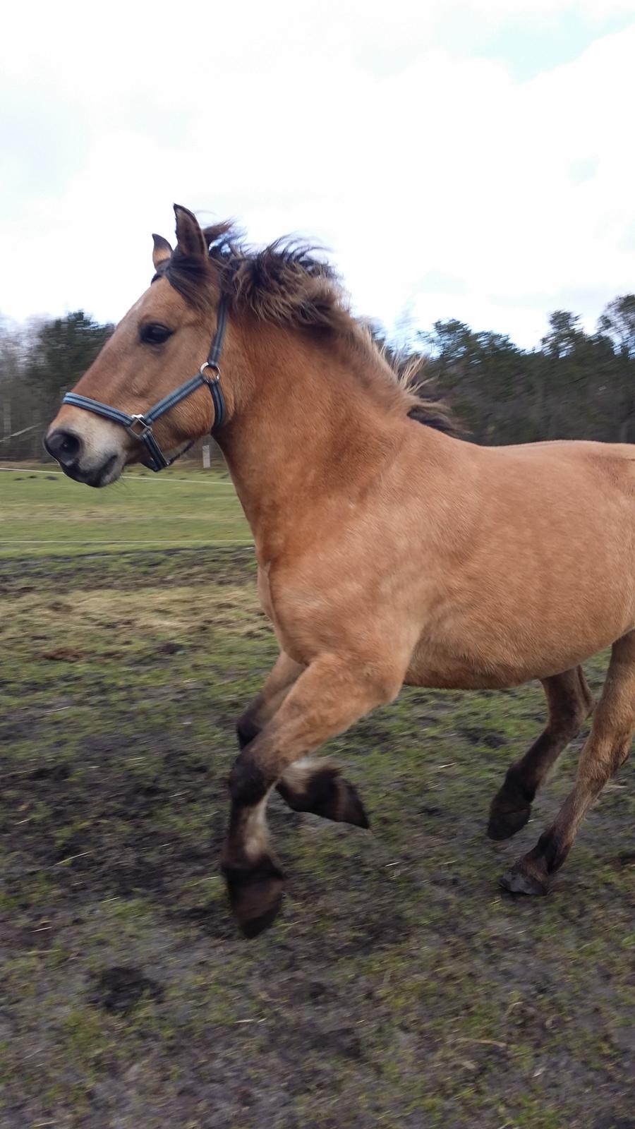 Anden særlig race Arisma [Spirit] billede 21