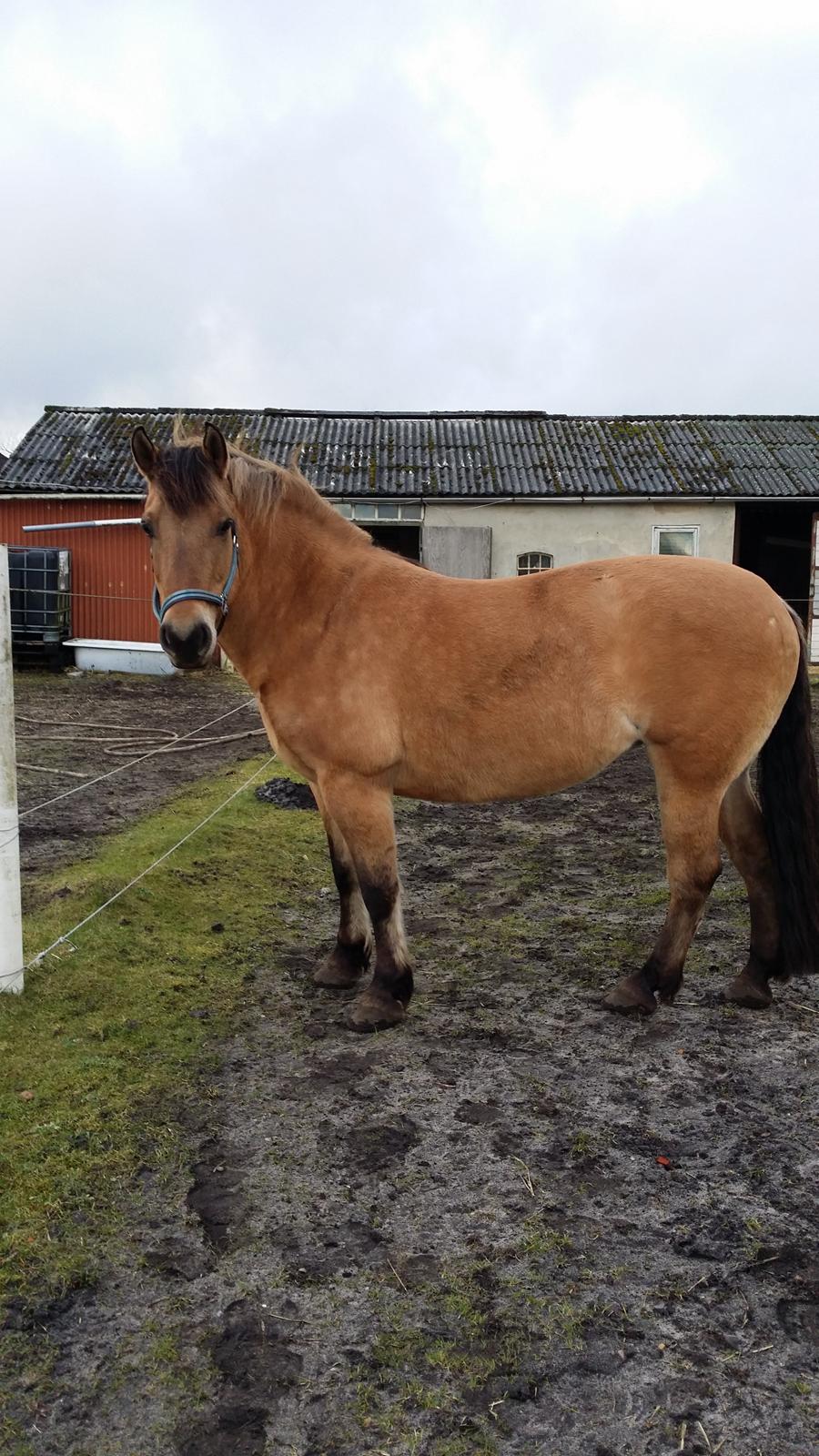 Anden særlig race Arisma [Spirit] billede 26