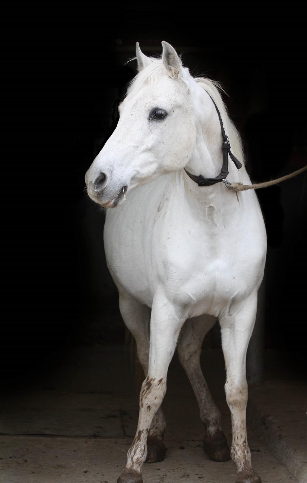 Shagya Araber (SH) Seagal Bajar billede 6