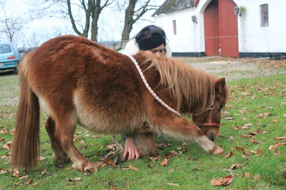 Miniature Fiona billede 1