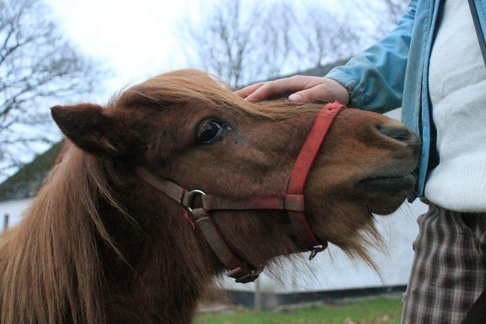 Miniature Fiona billede 2