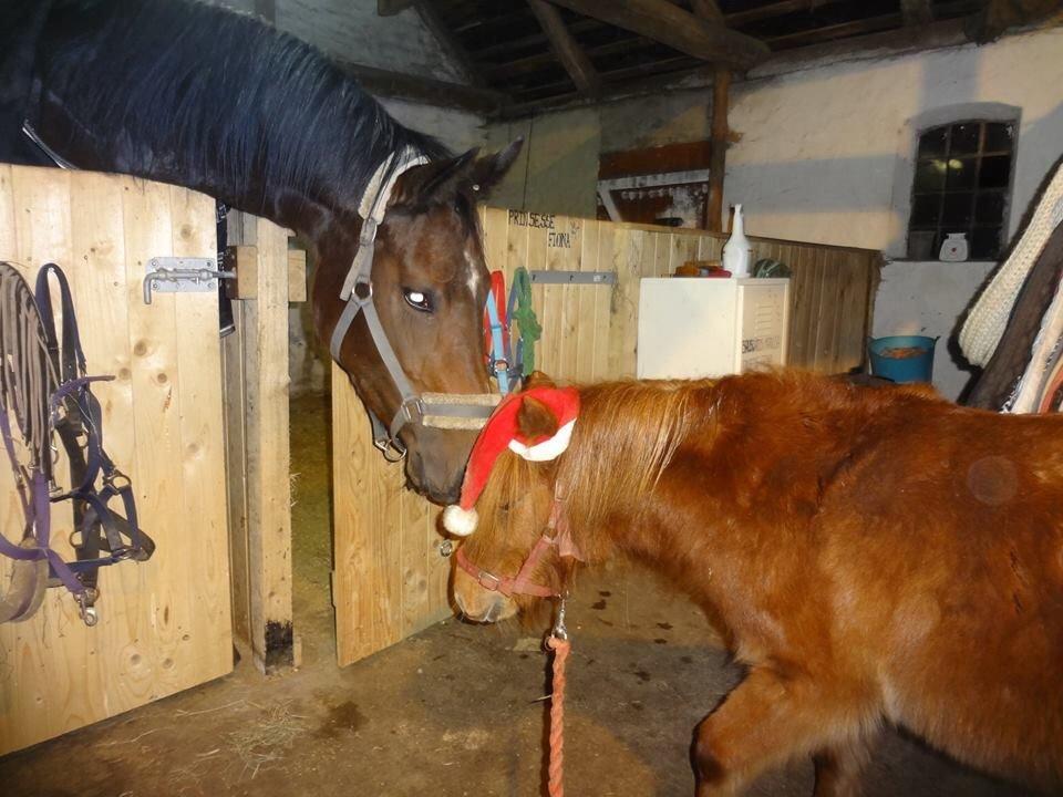 Miniature Fiona billede 3