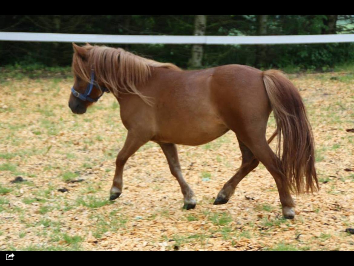 Miniature Fiona billede 4