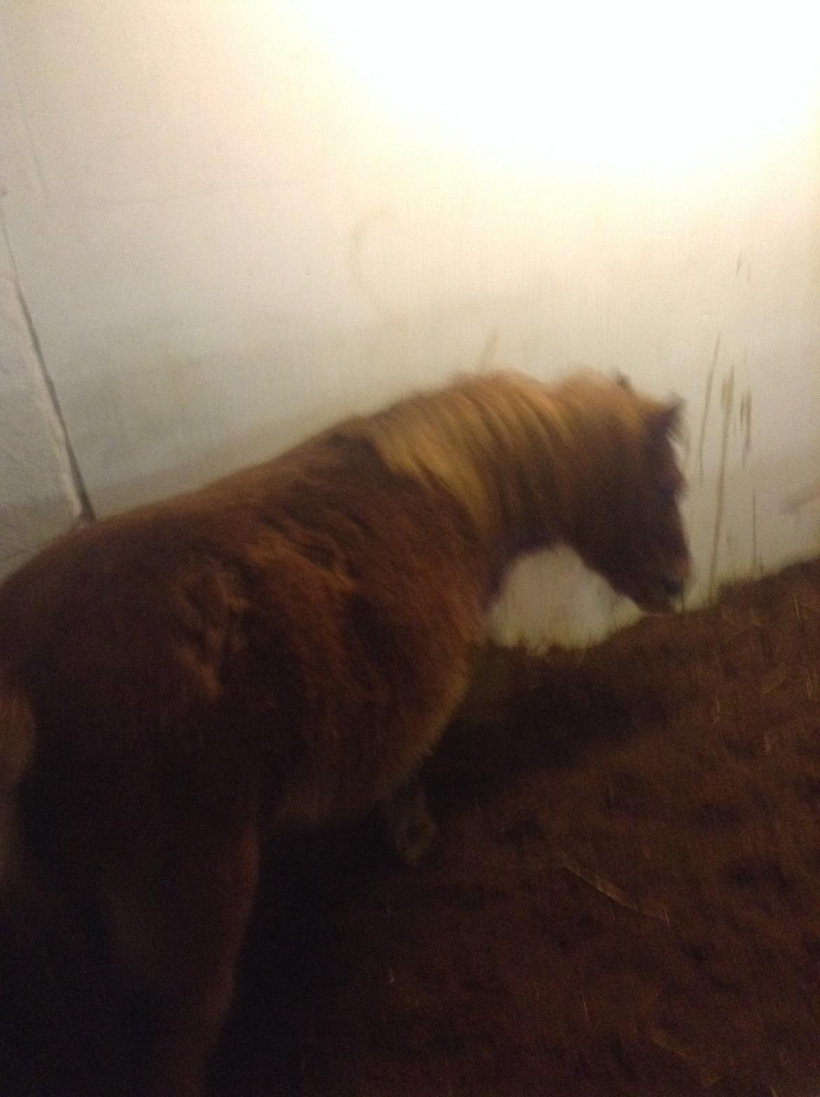 Miniature Fiona billede 7