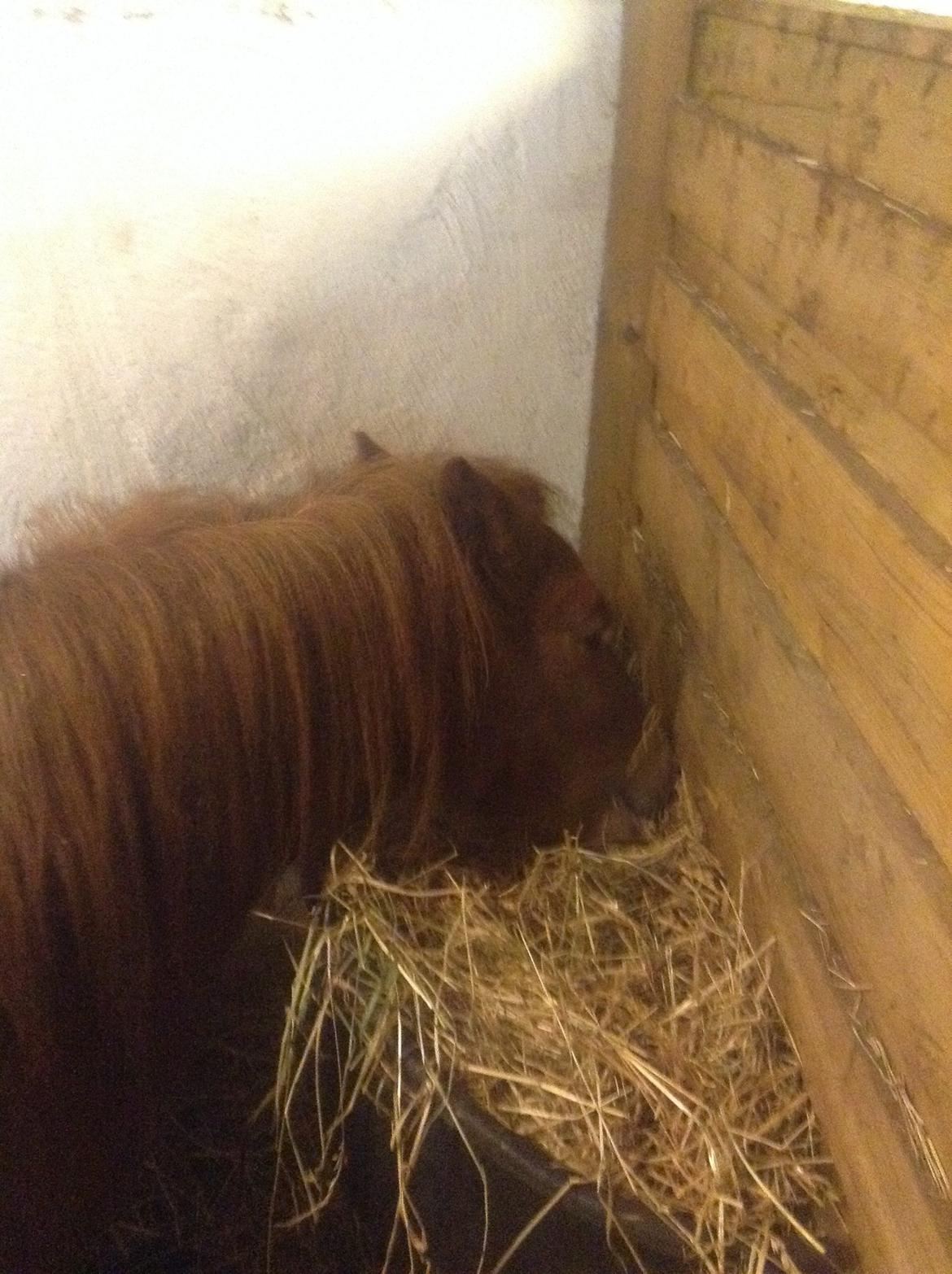 Miniature Fiona billede 8