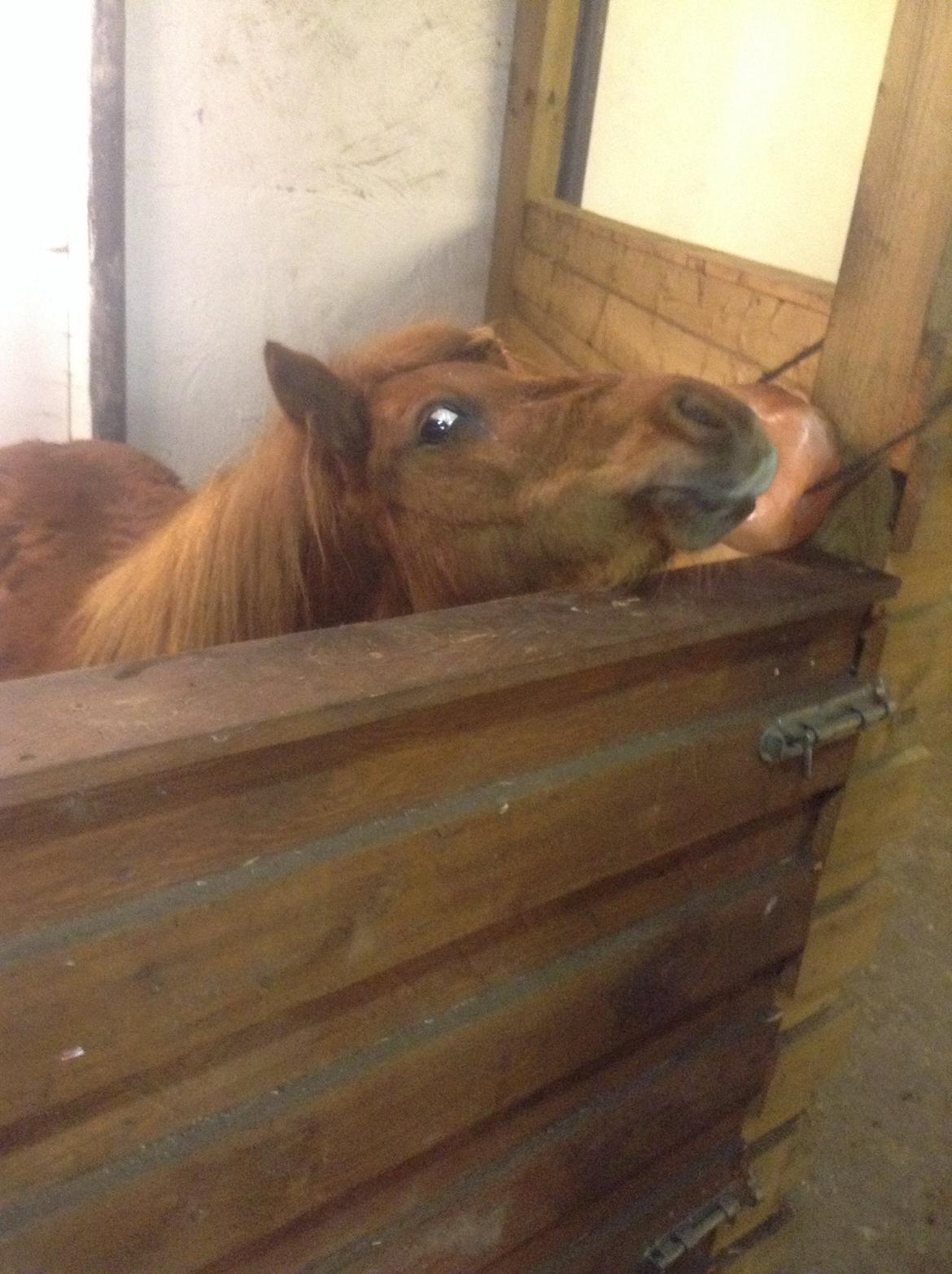 Miniature Fiona billede 9