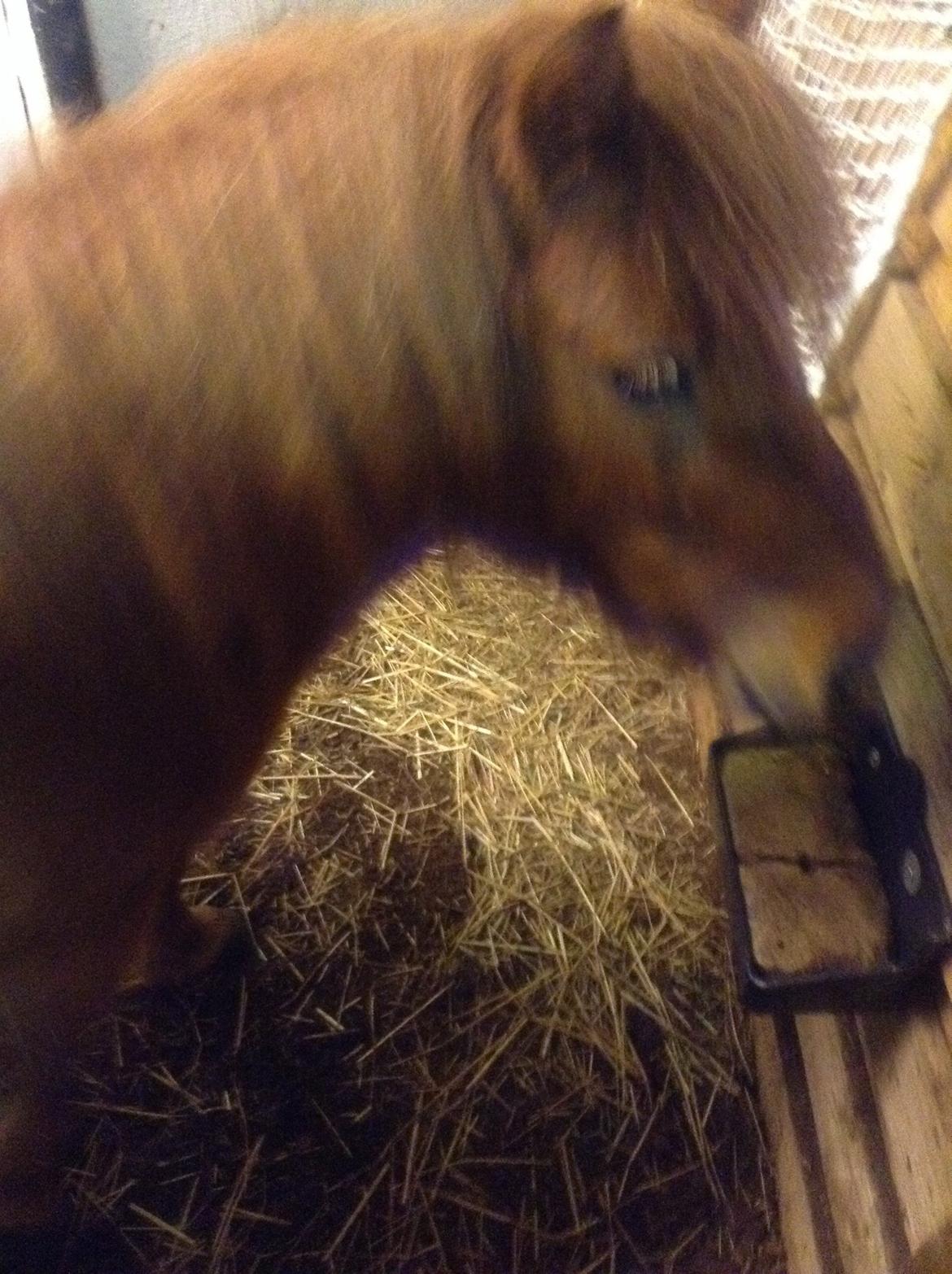 Miniature Fiona billede 10