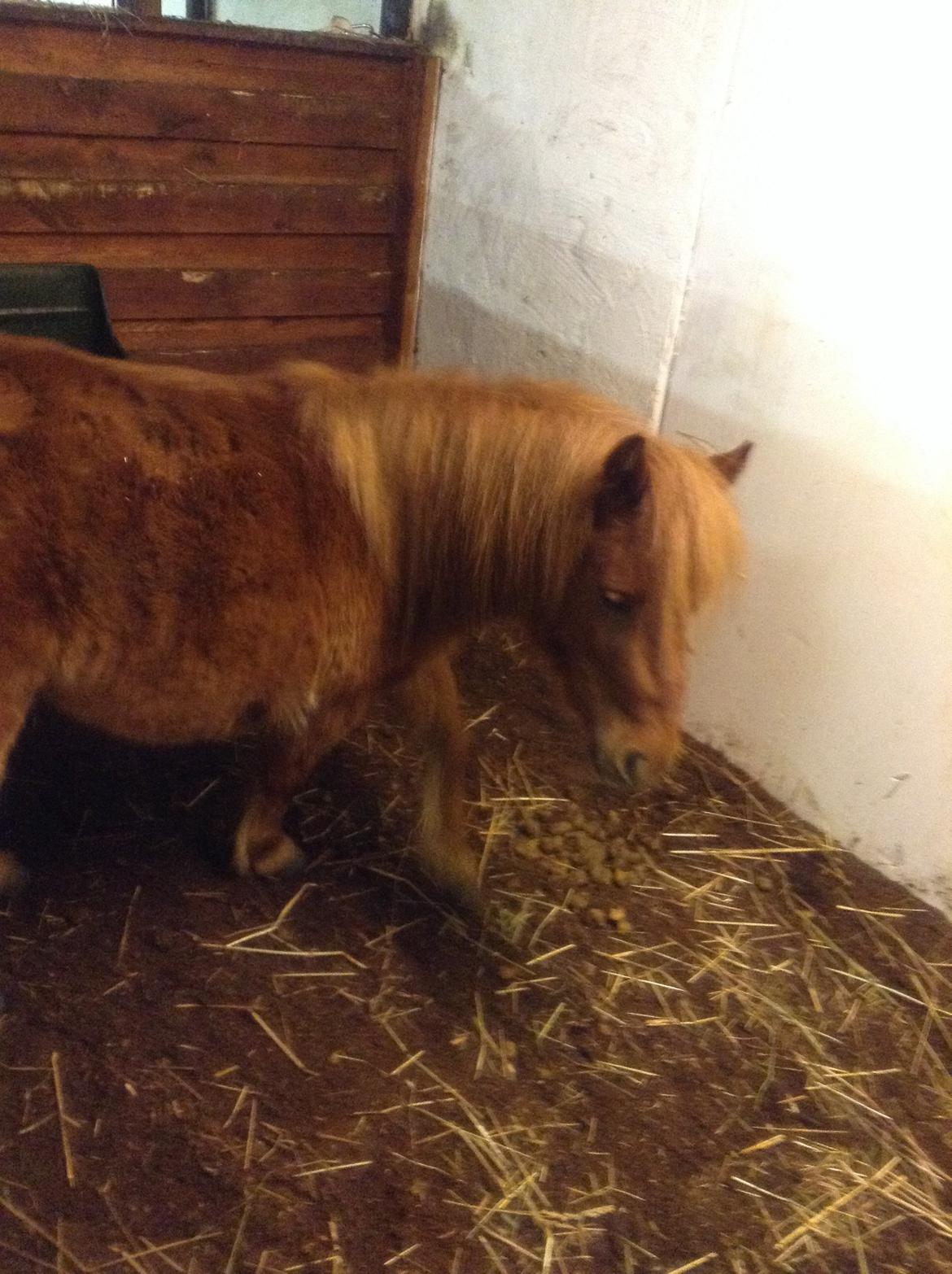 Miniature Fiona billede 11