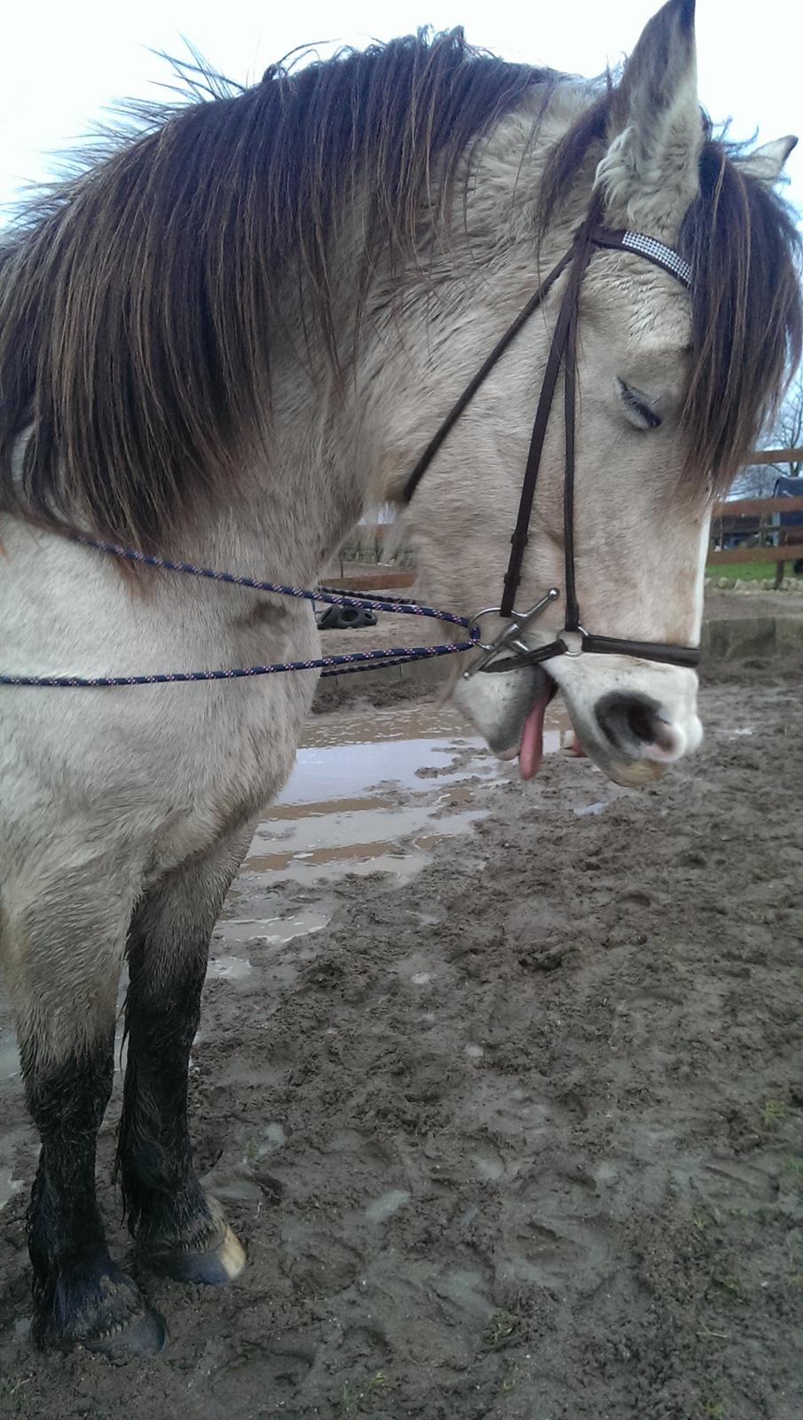 Nordsvensk Skovhest isabella billede 18