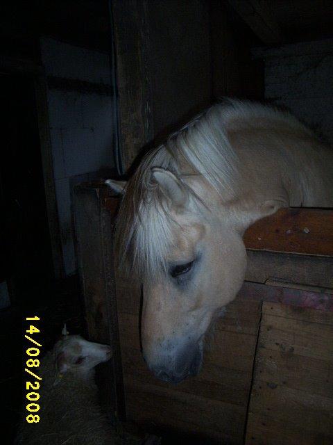 Fjordhest Silas billede 1