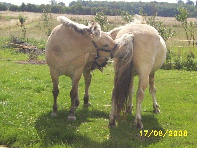 Fjordhest Silas billede 2