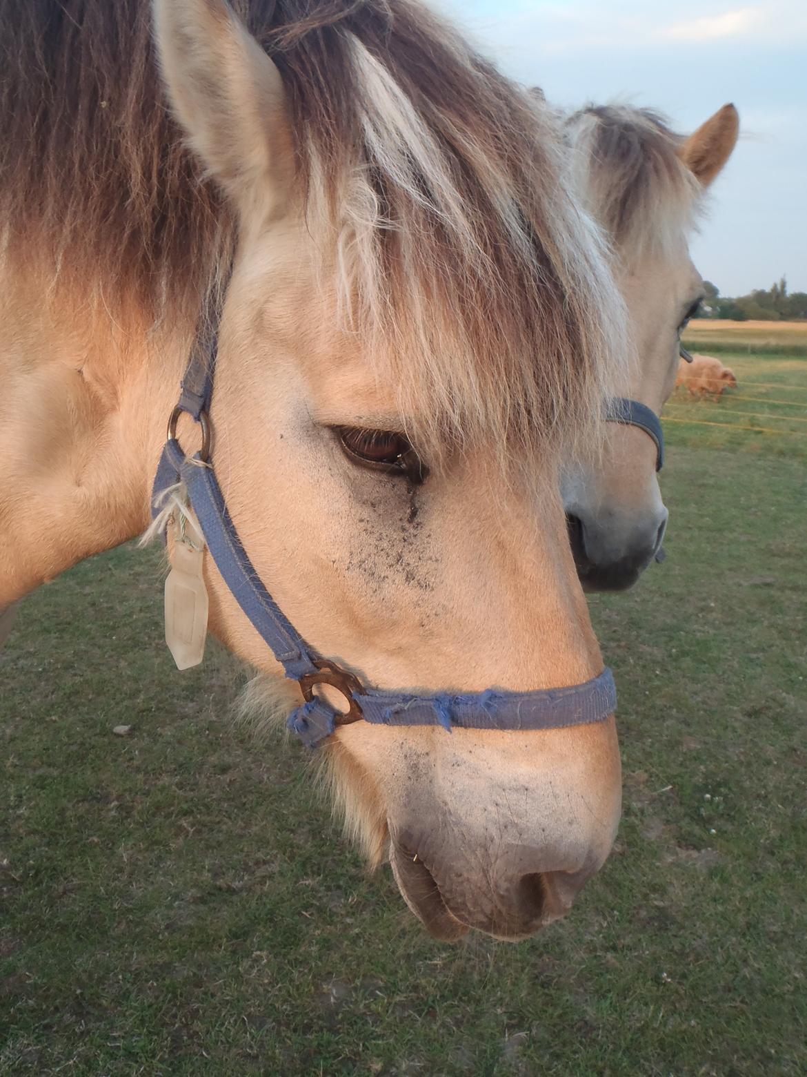 Fjordhest Silas billede 4