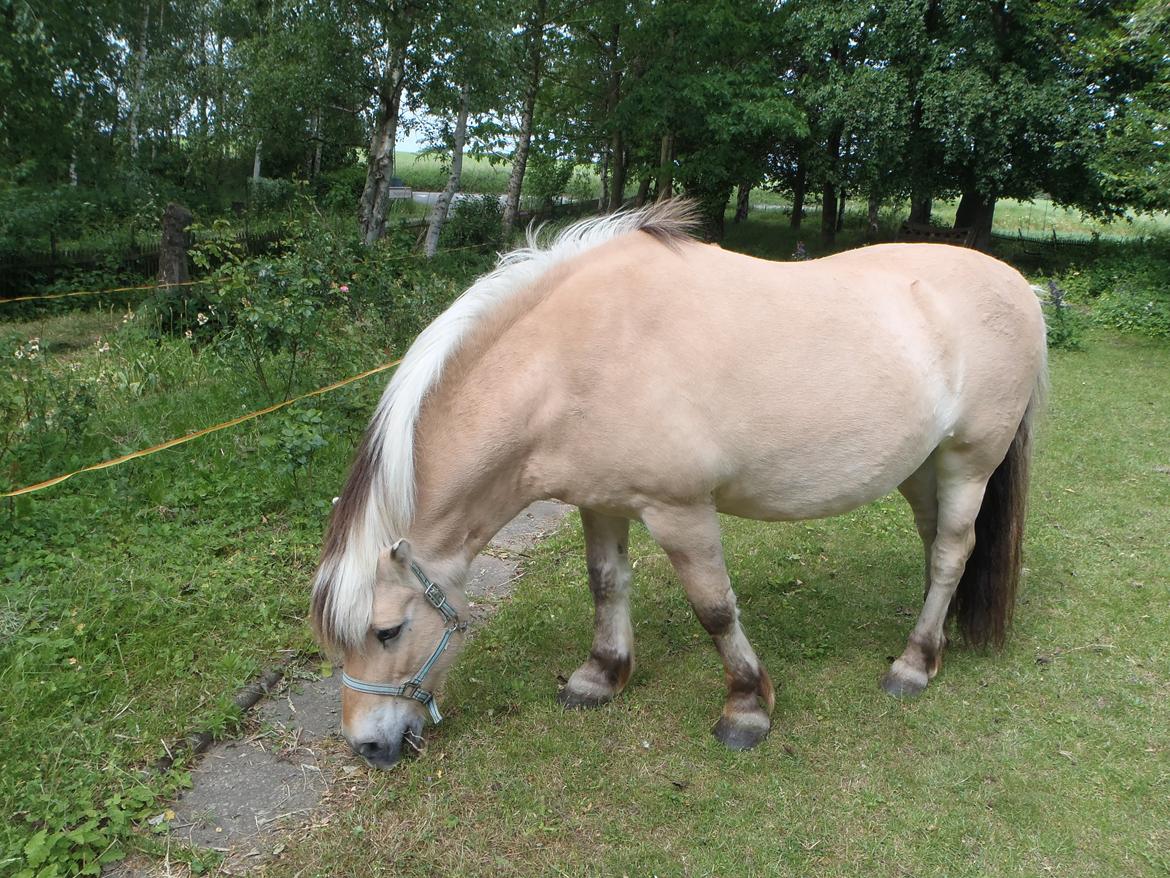 Fjordhest Silas billede 5