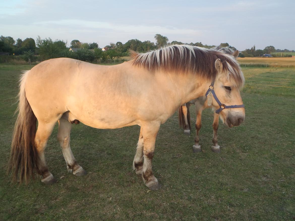 Fjordhest Silas billede 6