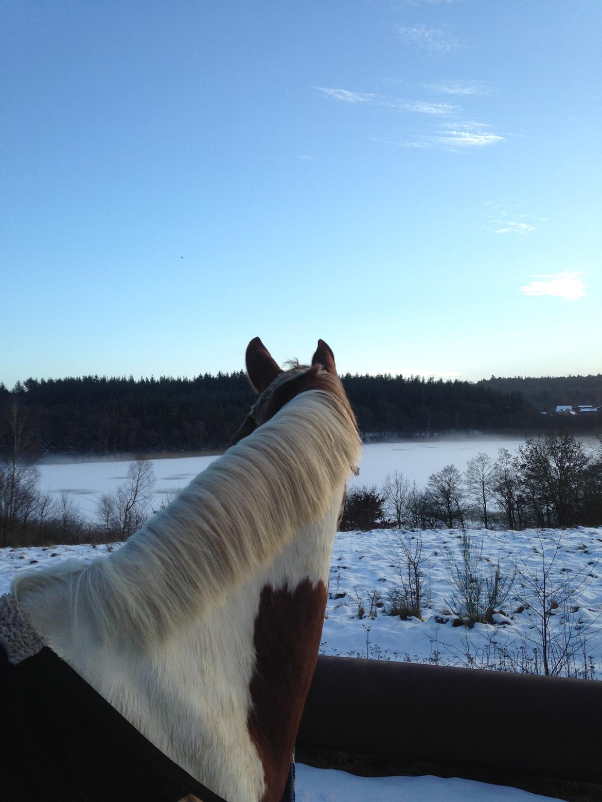 Pinto Lushira Højgård (Lusi) - Udsigt over søen:) billede 4