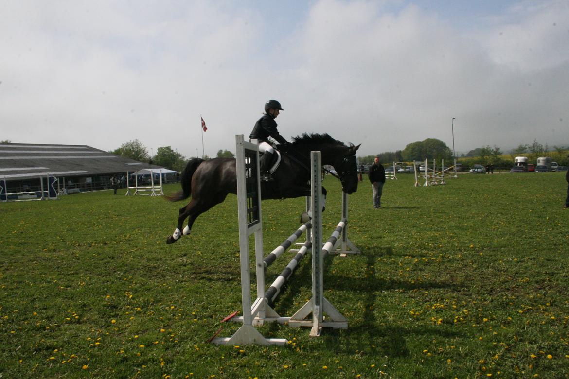 Dansk Varmblod Lagua Mirim billede 1