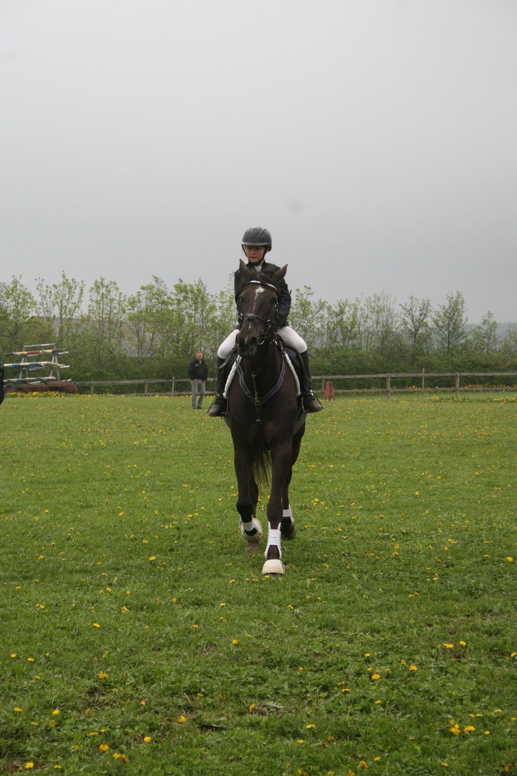 Dansk Varmblod Lagua Mirim billede 14