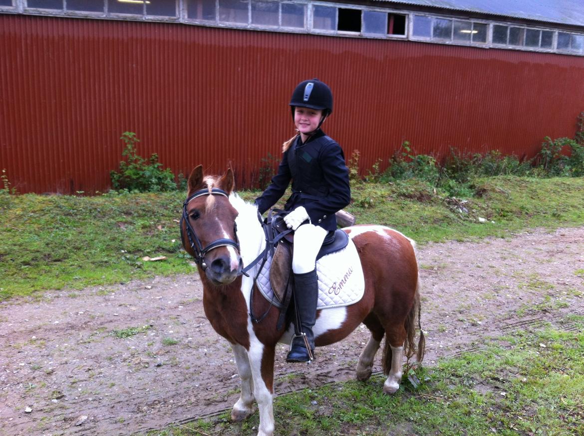 Shetlænder Hannibal billede 1