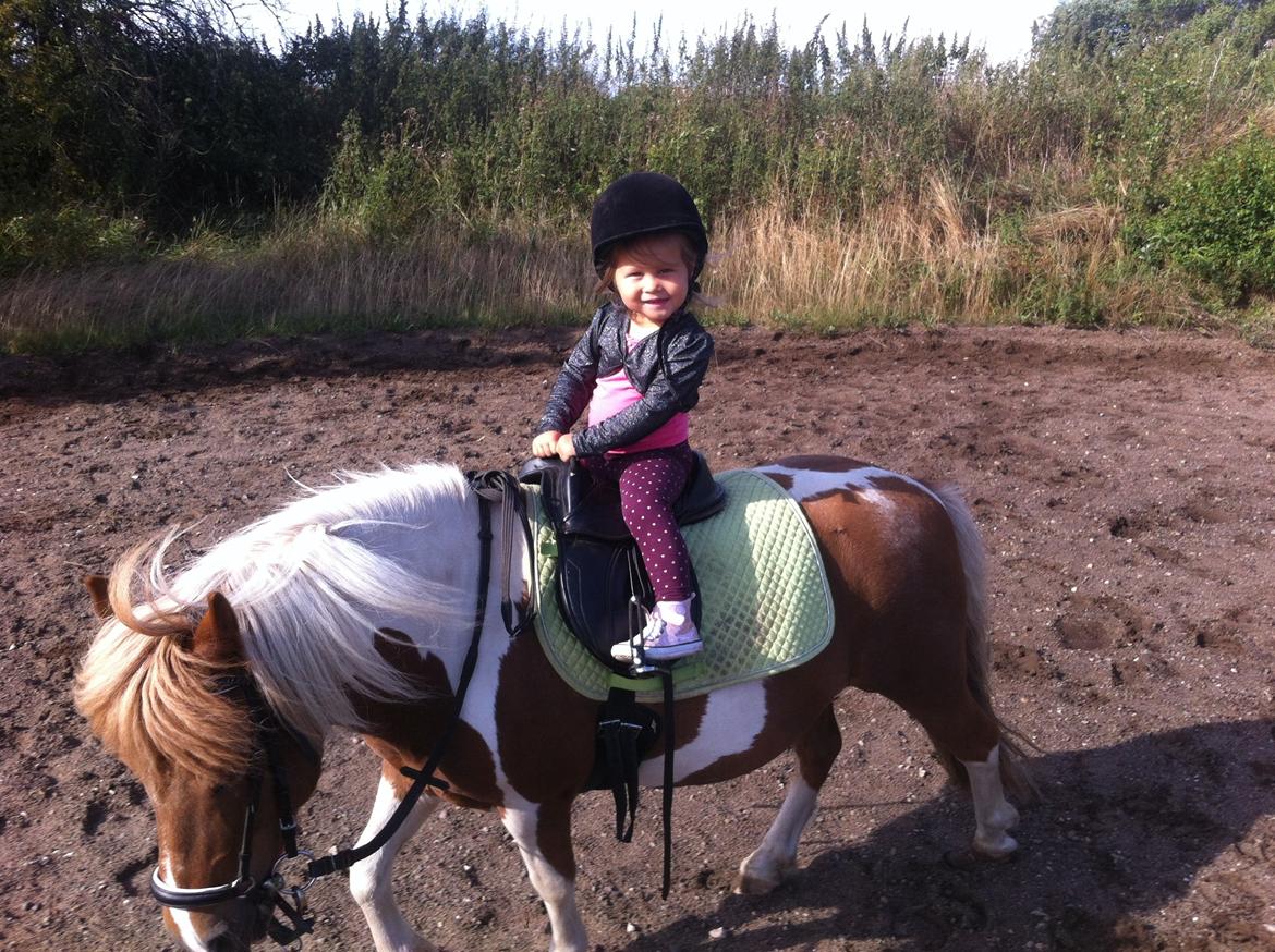 Shetlænder Hannibal - min lillesøster og Hannibal<3 billede 5