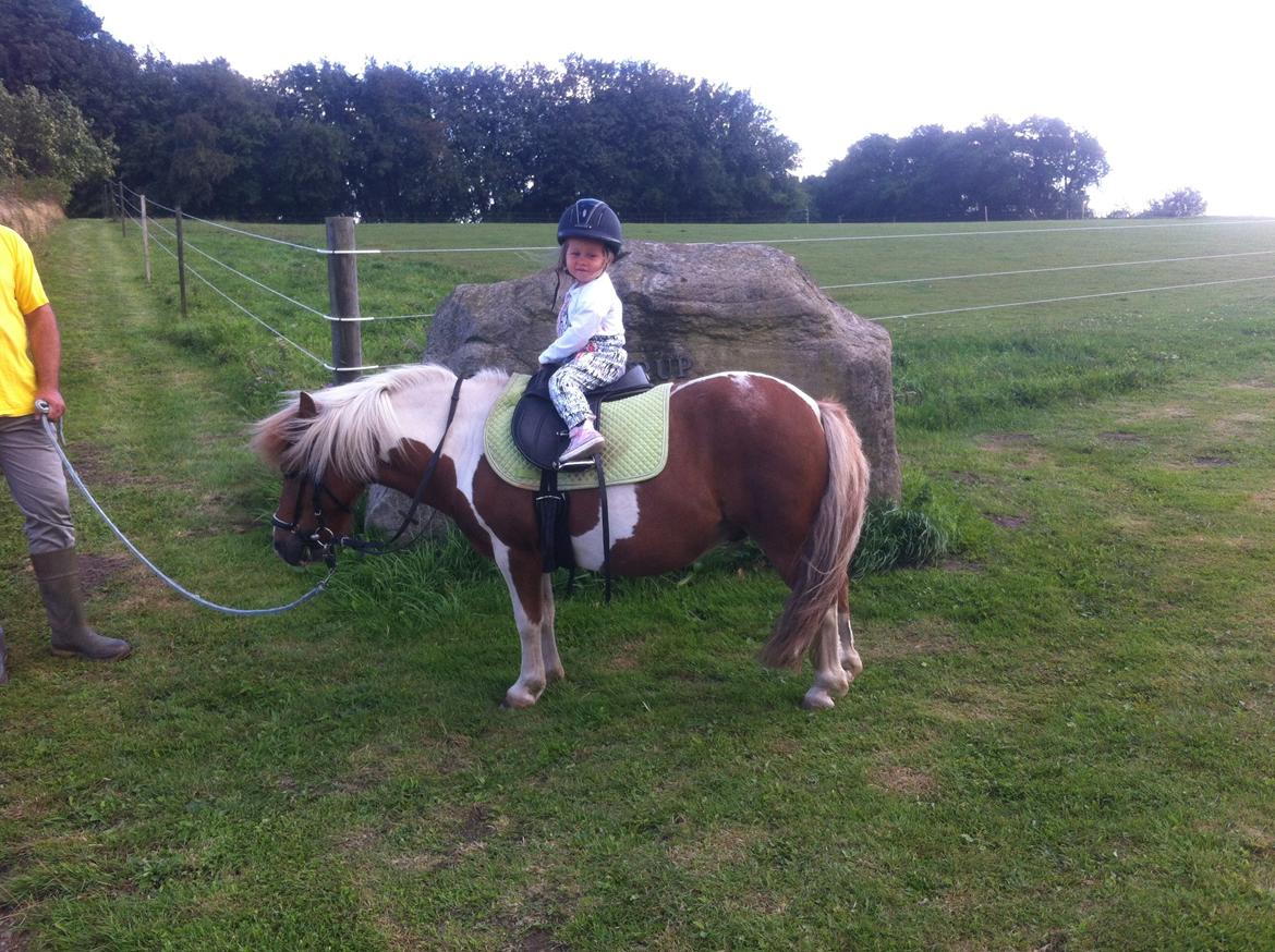 Shetlænder Hannibal - min lillesøster og Hannibal<3 Tak fordi i så med:) billede 6