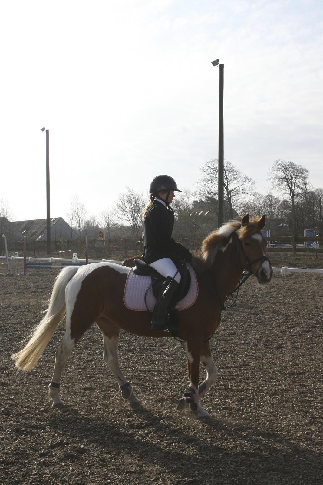 Pinto Indy Girl [tidl. Hest] - prinsessen<3 billede 16