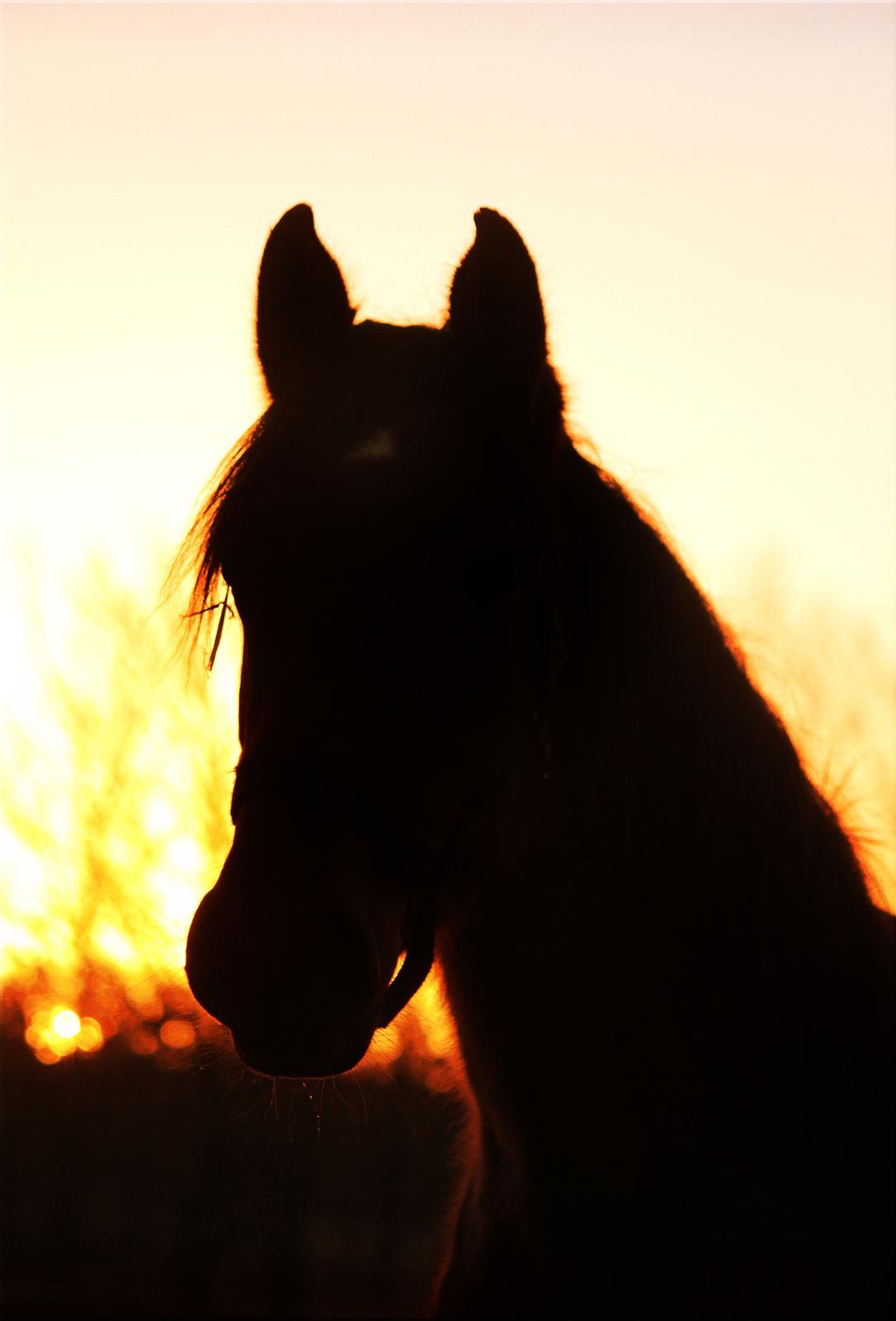 Dansk Varmblod Angel of music (SOLGT) *For evigt elsket <3* - NYT: Solnedgang februar 2015 billede 50
