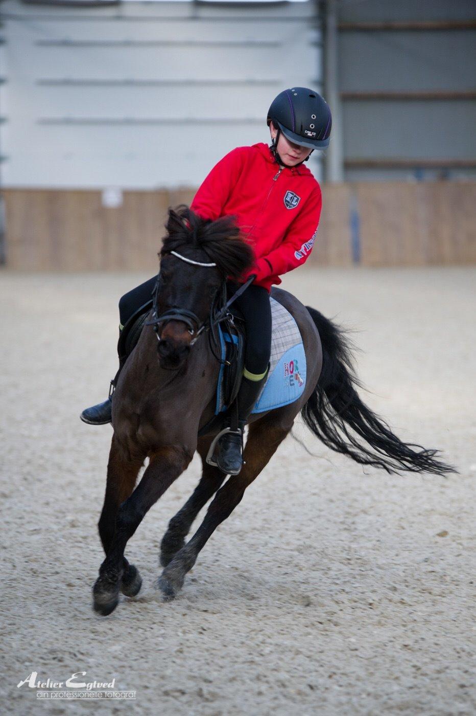 Anden særlig race Dennis (Sigge) billede 7