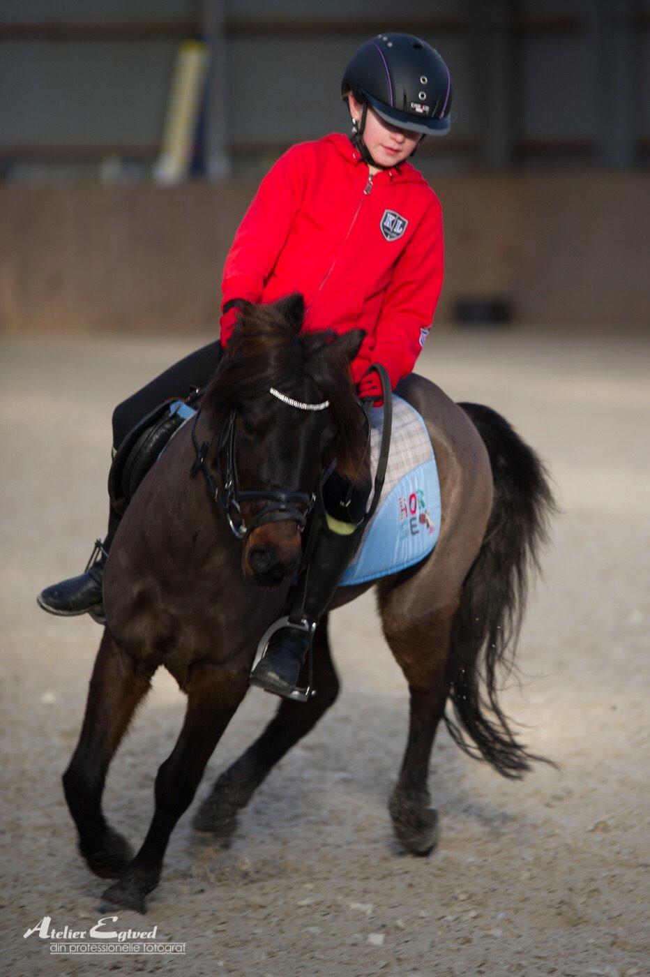 Anden særlig race Dennis (Sigge) billede 8
