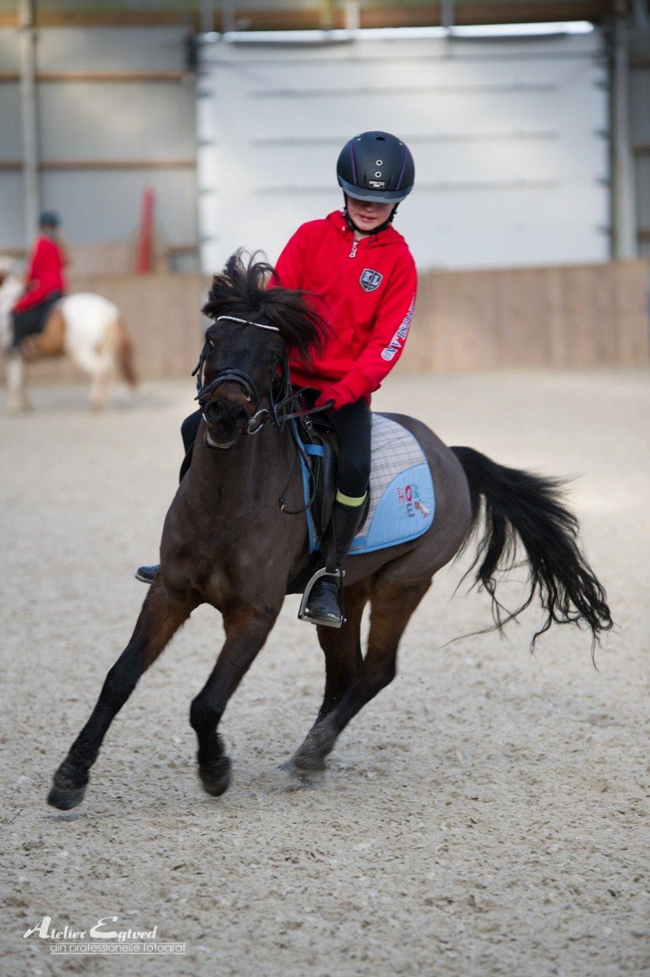 Anden særlig race Dennis (Sigge) billede 9