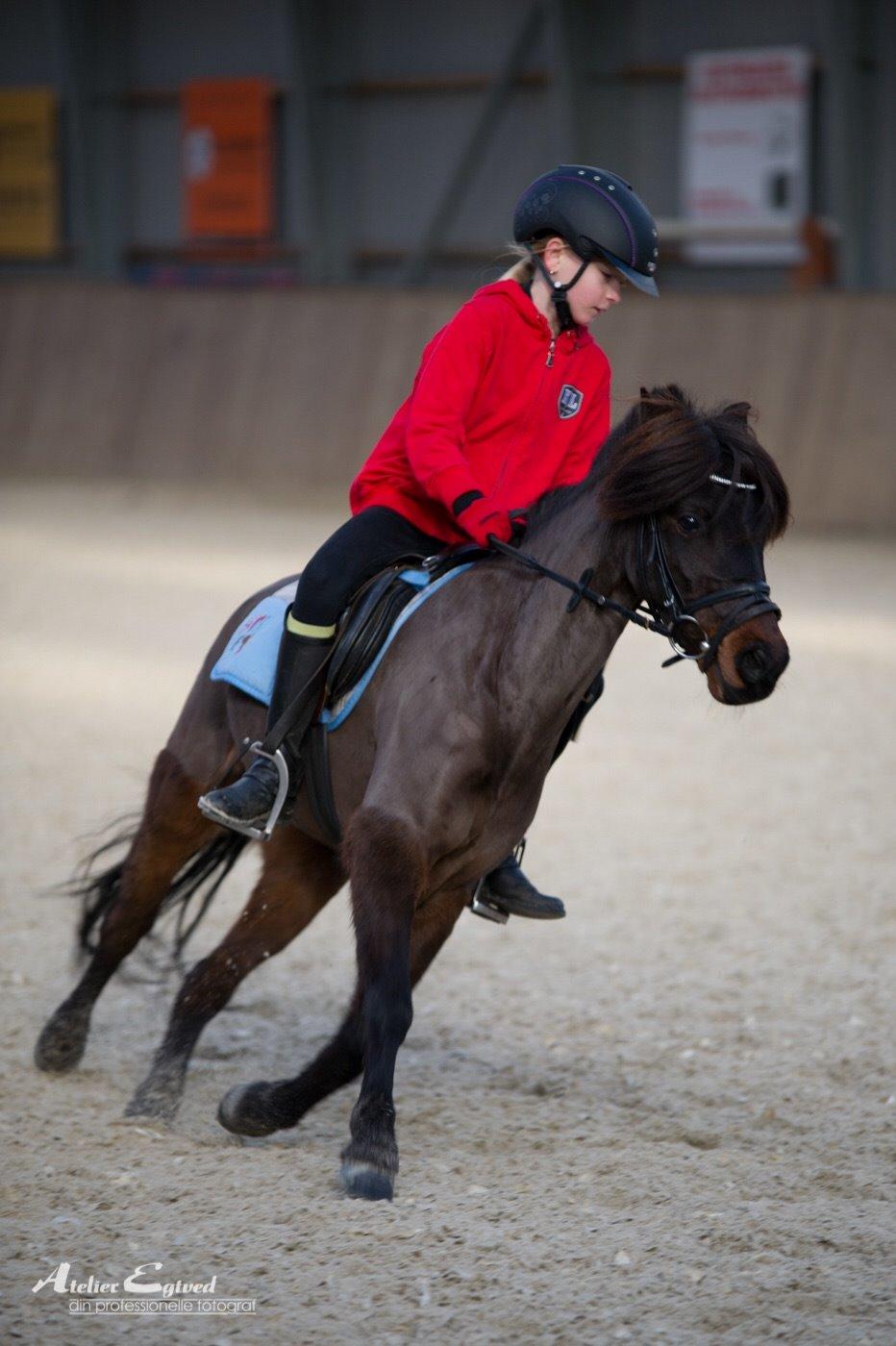 Anden særlig race Dennis (Sigge) billede 10