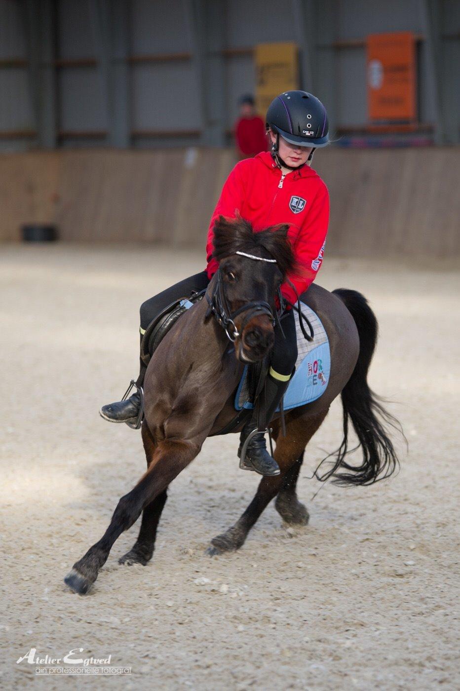 Anden særlig race Dennis (Sigge) billede 11