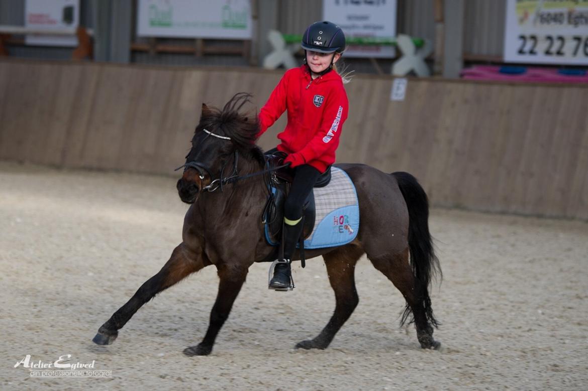 Anden særlig race Dennis (Sigge) billede 12