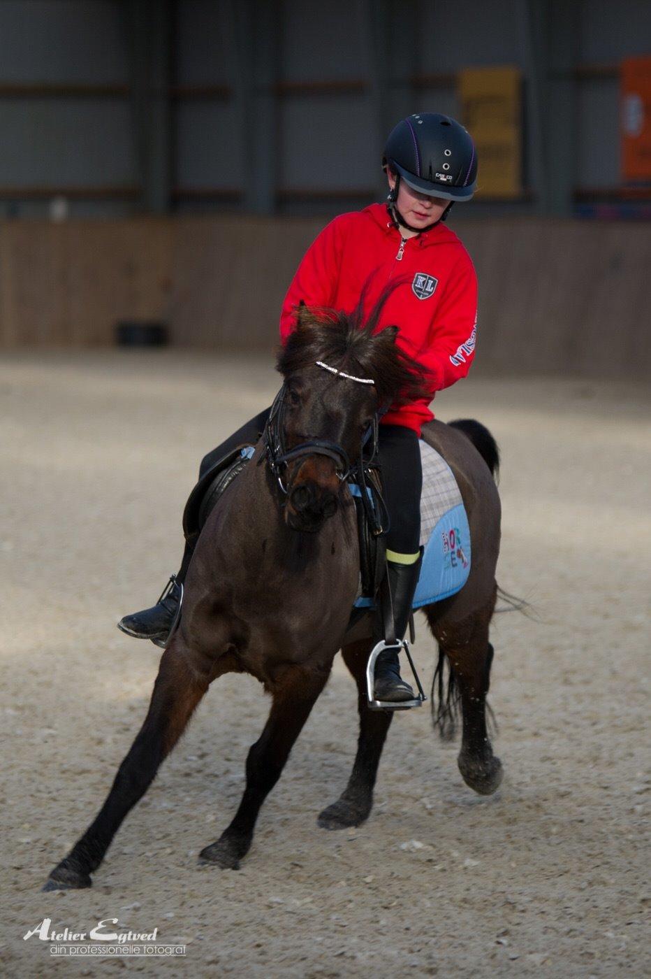 Anden særlig race Dennis (Sigge) billede 13