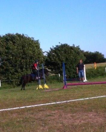 Anden særlig race Dennis (Sigge) billede 15