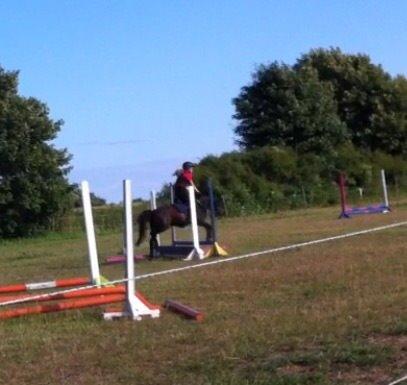 Anden særlig race Dennis (Sigge) billede 16