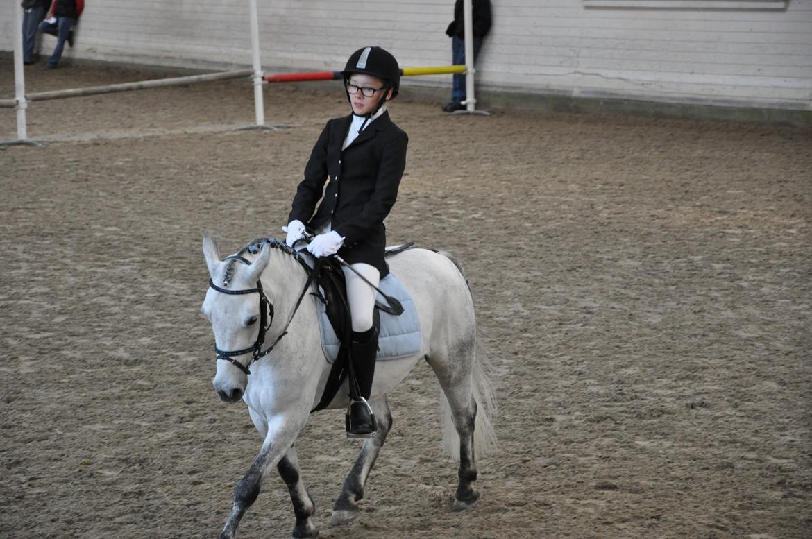 Welsh Pony (sec B) Dustin ~Bedste ven~ - Mit første dressur stævne, hvor jeg fik min første roset billede 6