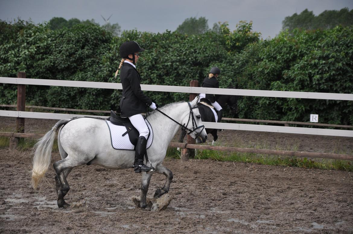 Welsh Pony (sec B) Dustin ~Bedste ven~ - bare endnu et billede fra mit første stævne, tak for at i så med, giv gerne en bedømmelse til Dustin billede 12