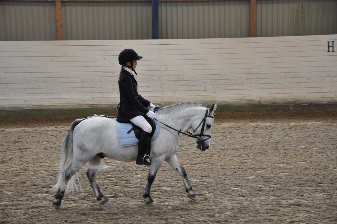 Welsh Pony (sec B) Dustin ~Bedste ven~ - En dejlig afslappet pony, til vores første dressur stævne billede 8