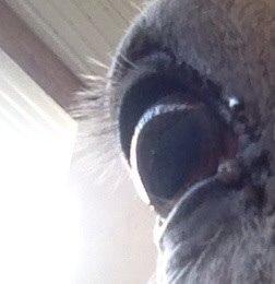 Anden særlig race Tulle. <3 meget savnet :,( billede 2