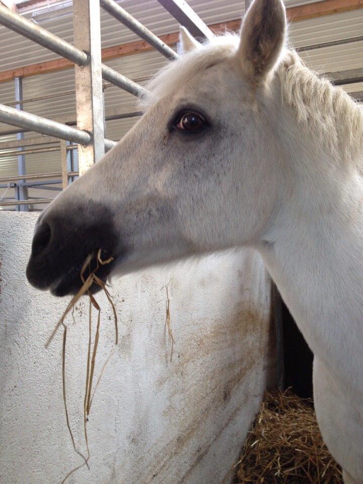 Anden særlig race Tulle. <3 meget savnet :,( billede 1