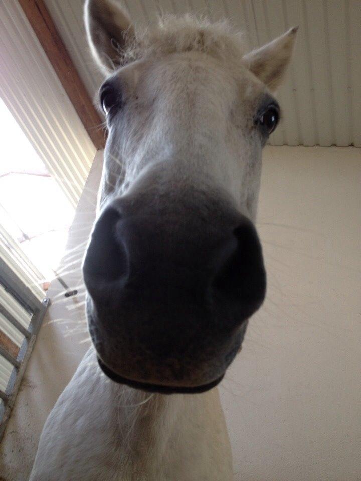 Anden særlig race Tulle. <3 meget savnet :,( billede 4