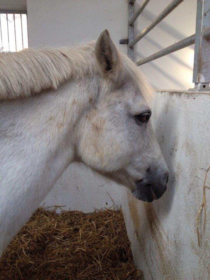 Anden særlig race Tulle. <3 meget savnet :,( billede 3