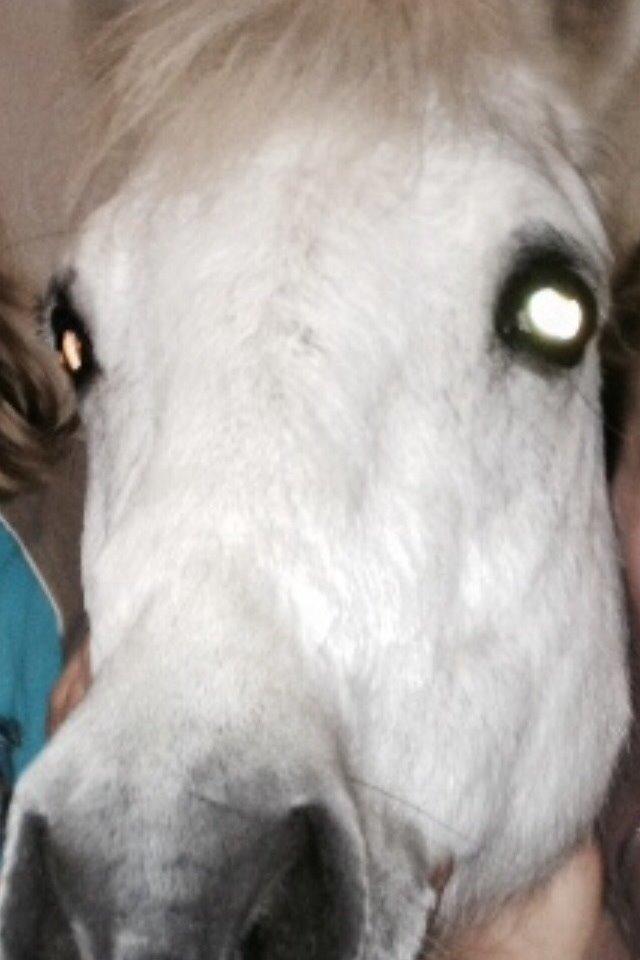 Anden særlig race Tulle. <3 meget savnet :,( billede 5