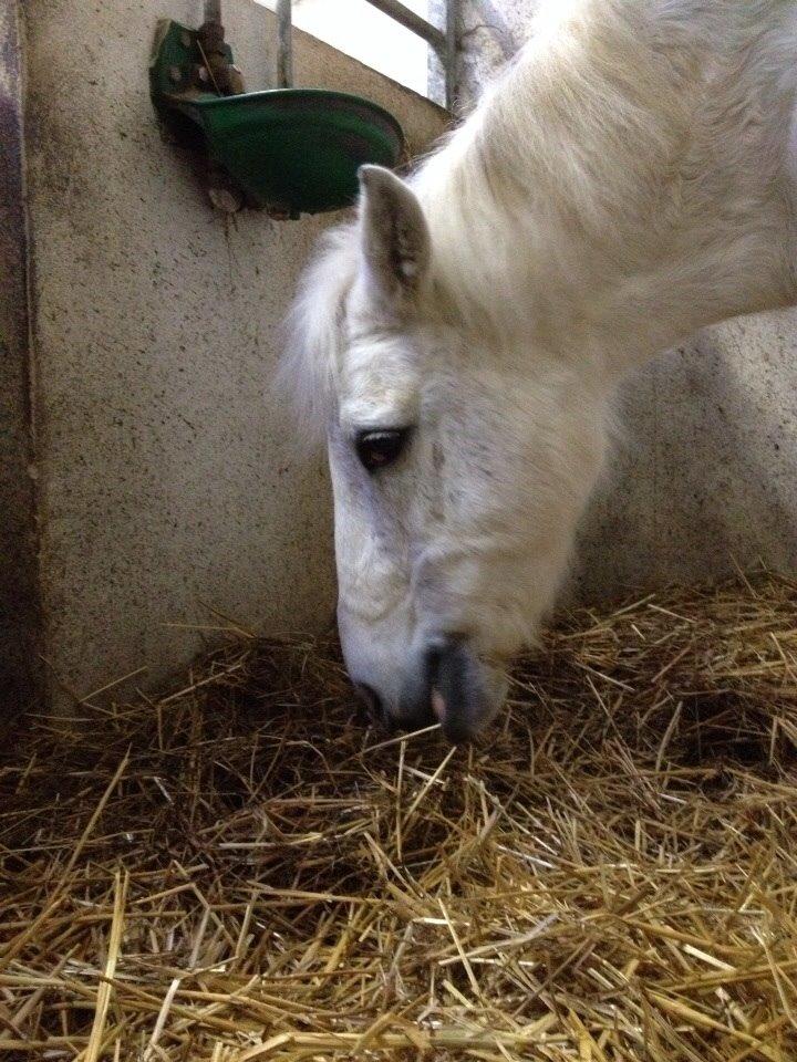 Anden særlig race Tulle. <3 meget savnet :,( billede 6